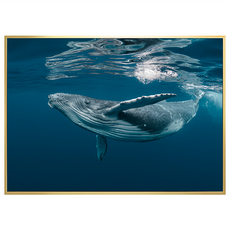 Boluo 菠蘿選畫所 海洋世界鯨魚掛畫 (40 x 30cm) 居家裝飾, 金色