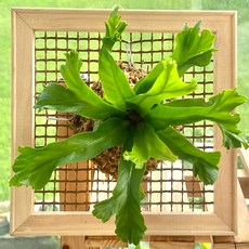 植物板, 30*30 龜紋, 魚線-10mm, 木頭深色, 1組