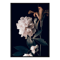 有框畫 雍容華貴 牡丹II, 黑色