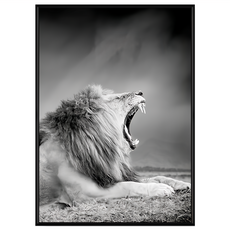 BOLUO GALLERY 菠蘿選畫所 獅王的咆哮 ANSS3418B 掛畫, 40 x 30cm, 黑色