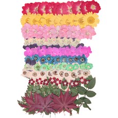 PRESSCO 21 押花工藝綜合包 K509 100入, 什錦色, 1套