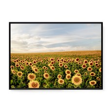 菠蘿選畫所 夏日金黃燦燦 向日葵風景畫 40 x 30cm 畫框, 黑色