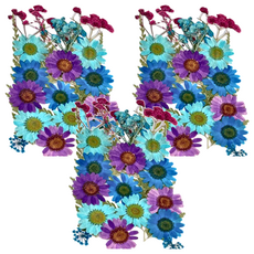 A-ONE 匯旺 真花壓花 中花包 3個 14.5 x 10.5 CM, 青出於藍