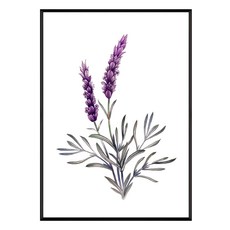 浪漫薰衣草, 黑色