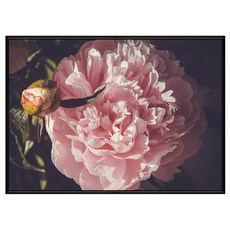 Boluo 菠蘿選畫所 嬌艷牡丹 BFFB3446B 畫框 居家裝飾藝術掛畫, 黑色