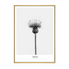 BOLUO GALLERY 菠蘿選畫所 堅忍 薊草, 木色