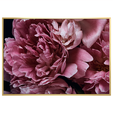 Boluo 菠蘿選畫所 暗調宏觀牡丹畫作 BFFB3462G 40 x 30cm 畫框 居家裝飾藝術品, 金色