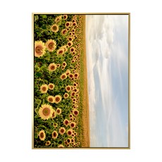 菠蘿選畫所 夏日金黃燦燦 BFEF4619G 42 x 59.4cm 畫框 向日葵田園風景, 金色