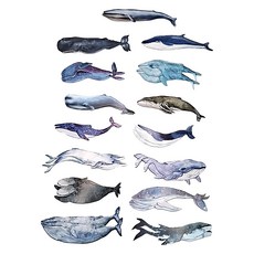 MoCard 水彩鯨魚書籤30入, 水彩鯨魚, 1組