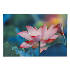 24mama 掛畫 單聯式 無框畫, 60 x 40cm, 荷花與蓮藕