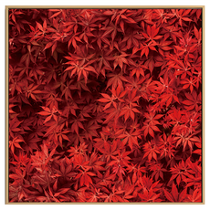 Boluo菠蘿選畫所 秋高氣爽 BFLE4426D, 40 x 40cm