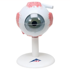 SaNNeNg 三能 眼睛模 270 x 165 x 90mm, 1個