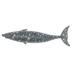 COLLECTA 海洋動物系列 動物模型玩具 3歲以上適用, 布氏中喙鲸, 1個