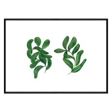 Boluo菠蘿選畫所 植栽生活 扭扭葉 BFWP3408B 30 x 40cm 畫框, 黑色