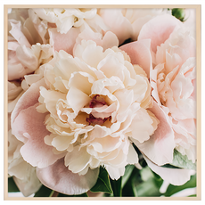 Boluo 菠蘿選畫所 水紅牡丹 40 x 40cm 框畫 居家裝飾藝術品, 木色