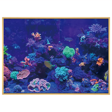 菠蘿選畫所 海底世界異彩珊瑚掛畫 40 x 30cm - 居家裝飾藝術品, 木色