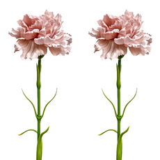 Floral M 花藝 人造花 手感保濕康乃馨裸奶茶仿真花材 2朵, 裸色, 2支