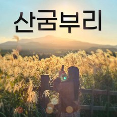 [제주] 산굼부리