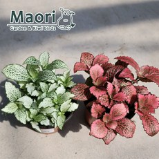 휘토니아 피토니아 화이트스타 핑크스타 실내공기정화식물 키우기쉬운 음지 대성식물, 01. 휘토니아 화이트스타, 1개