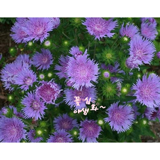 꽃심야생화 스토케시아 노지월동다년초 모종 1~20포트 오래피는꽃 규격8cm포트묘, 2개