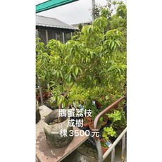 霏霏園藝 鵝蛋荔枝成樹 含運送 貨到付款 輕鬆種植 果實飽滿多汁, 1個