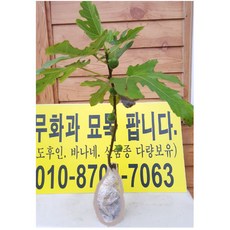 무화과 바나네 청무화과 2년 노지 묘목, 2개, 혼합색상