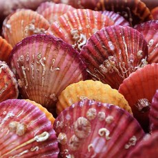 통영 홍가리비 3kg 45미내외, 45개, 3000g