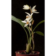 稀有貝母蘭小型植株／蝴蝶蘭環境適應性佳／Coelogyne pachystachya