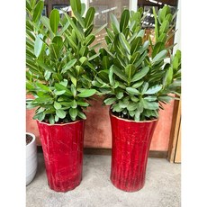 霏霏園藝 龍珠果盤栽, 1個