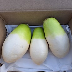 빠리농산 제주무 제주 월동무, 1박스, 3kg (무3-4개)