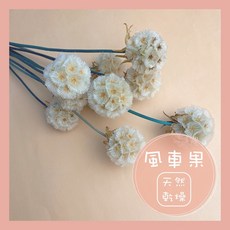 風車果松蟲果乾燥花擺飾：多色可選，台灣現貨速發，花藝素材首選, 1個, 金黃,【零售】５支裝, 金黃