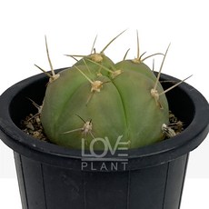 [꽃사랑식물나라] 성왕환 짐노칼리시움 구형 선인장 공기정화식물 플랜테리어, 1개