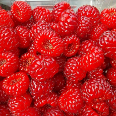 [농업회사법인시온] 2026년 햇 산딸기 신선도 보장 탱글탱글 톡톡 터지는 최고의 당도, 1개, 250g