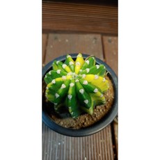 팅커벨 세계도금, 1개