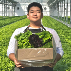 이지팜 수경재배 샐러드 채소 (유럽상추 로메인 버터헤드 카이피라), 1세트, 1kg