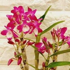 덴드로비움 핑크 석곡28, 1개