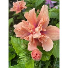 霏霏園藝最新品種扶桑7-8吋盆栽特價優惠中