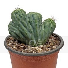 꽃사랑식물나라 구름새 철화상품 선인장 식물키우기 인테리어 소품 플랜테리어, 1개