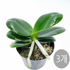 트리앤 나도풍란 (3개)소엽풍란 /(3개)대엽풍란 /(1개)석곡 천금 해왕환 동양란