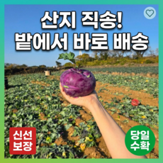 산지직송 제주 콜라비 고당도 달달한 국내산 콜라비 소과, 1박스, 2.5kg