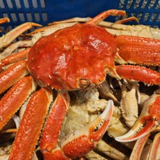 바다베개 회원특판 러시아 박달대게 3kg 활 박달대게 자숙 찜, 1개, 3kg (2-4미)