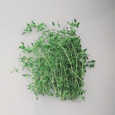 쉐프의정원 백리향(타임 허브), 1개, 20g