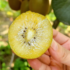 [오늘의핫딜] 제주직송 새콤달콤 꿀당도 골드키위, 1박스, 2kg