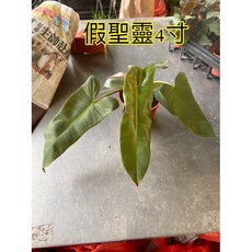 霏霏園藝 假聖靈 4寸盆栽, 1個