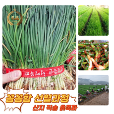 [굿피플] 흙쪽파 쪽파 파 흑파 깐쪽파 실파 잔파, 1개, 2kg