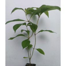 천연 감로차 이슬차 국산 토종 차수국 묘목 소, 300g, 1개, 1개입