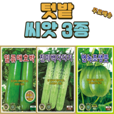 텃밭씨앗10립 3종 애호박 다다기 풋호박, 3개