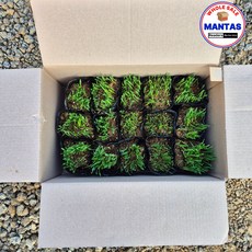 보리모종 15개세트 식용가능식물 청보리, 1개