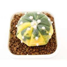 스타오이보투구금 실생 동일품-260212 코덱스 아프리카식물 멸종위기 희귀선인장