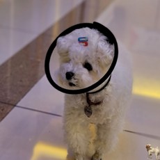 꿀이맘 강아지 목 깔대기 5호 동물넥카라